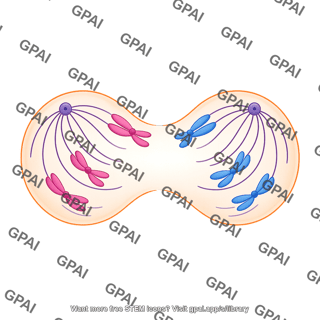 Meiosis anaphase i