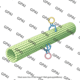 Microtubule with motor proteins