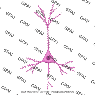 Pyramidal neuron 2 high dendritic spines