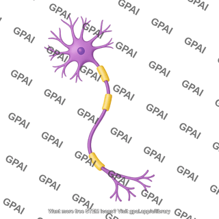 Multipolar neuron motor curved