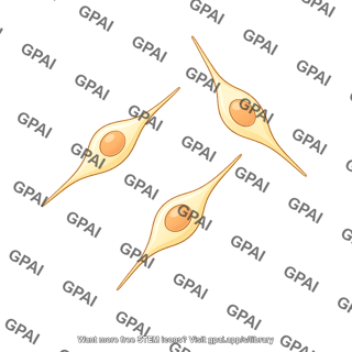 Neural progenitor cell 3