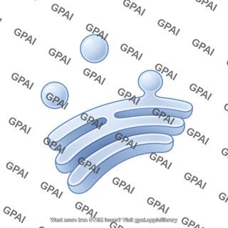 Er membrane budding quarter