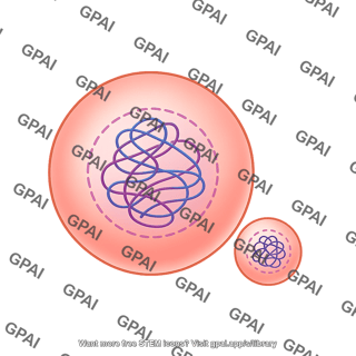 Meiosis 14. polar body
