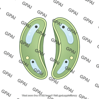 Guard cell monocot stomata open