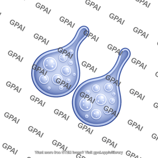 Endosome early 2