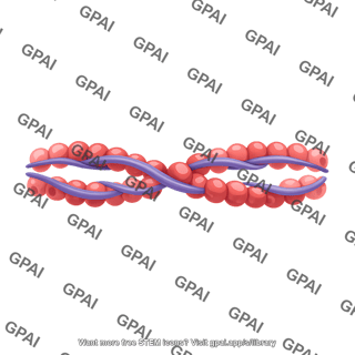 Actin and tropomyosin contracted muscle
