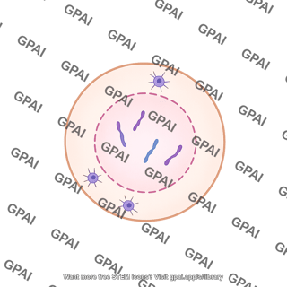 Spermatogonium