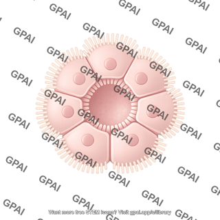 Apical out intestinal organoid