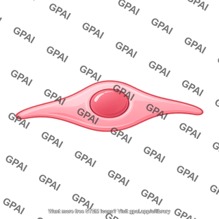 Endothelial cell 3 01