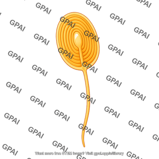 Skin sensory receptor pacinian corpuscle