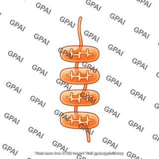 Sieve element plastid