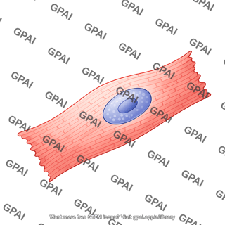 Cardiomyocyte 2 01