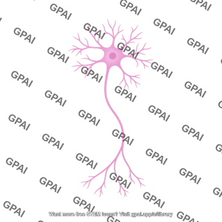 Neuron neuronal branching 1