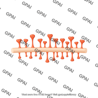 Dendritic spine