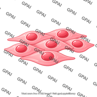 Endothelial cell 6