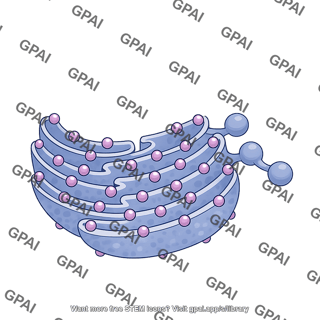 Rough endoplasmic reticulum budding 2d
