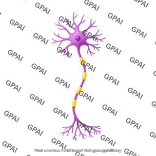 Multipolar neuron motor myelinated
