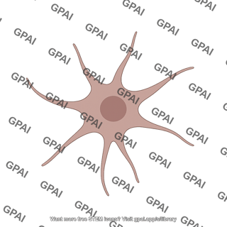 Melanocyte