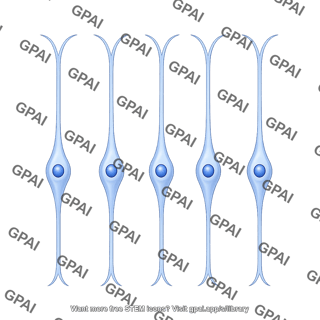 Radial glial progenitor bipolar 5