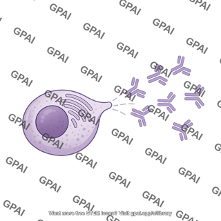 Plasma cell with antibodies 3
