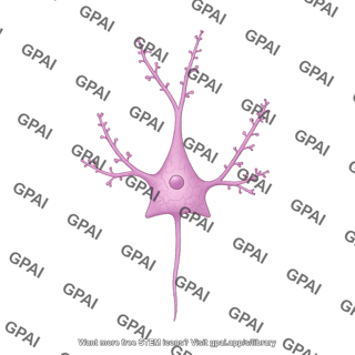 Pyramidal neuron hippocampal dendritic spines low