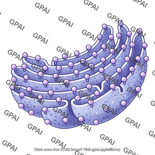 Rough endoplasmic reticulum with ribosomes 1