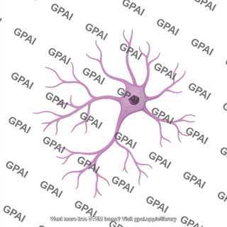 Rat cholinergic interneuron