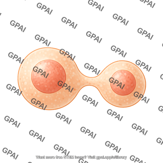 Spheroidal cell dividing asymmetric editable