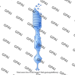 Rod photoreceptor dying 1 02