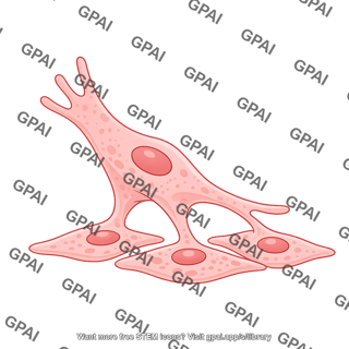 Endothelial cell active immigrating editable