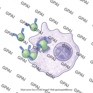 Opsonophagocytosis cocci neutrophil