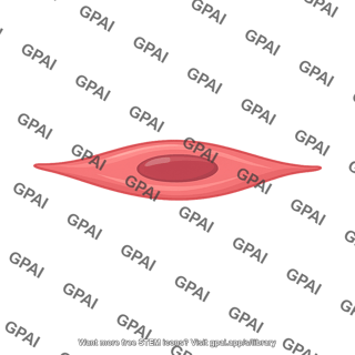 Smooth muscle cell 1