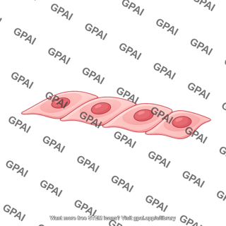 Endothelial cell 4