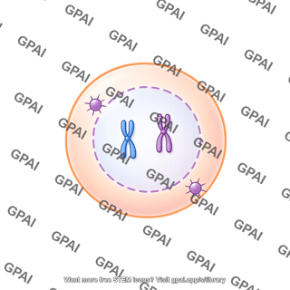 Meiosis 08. prophase ii b