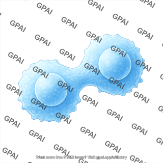 T cell dividing