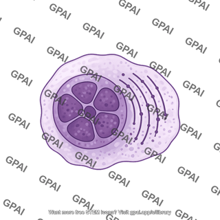 Plasma cell