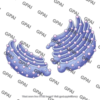 Rough endoplasmic reticulum budding 2d 1