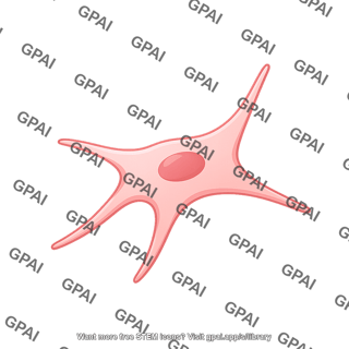 Myoepthlial cell