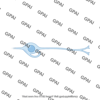 Spiral ganglion neuron type i