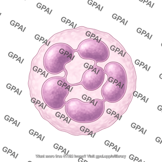 Neutrophil hypersegmented