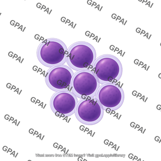 Lymphoblasts