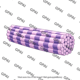 Collagen fiber