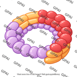 Gamma tubulin ring complex 01