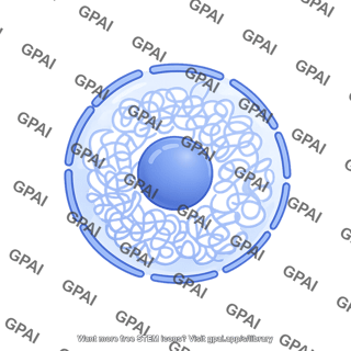 Nucleus