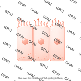 Pseudostratified epithelium cell 1 damaged