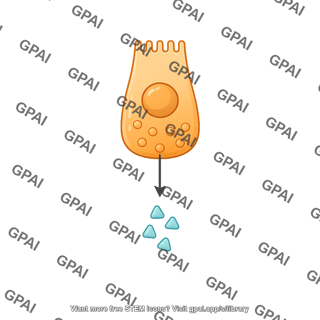 L cell releasing glp 1