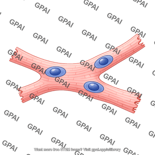 Cardiomyocyte branched