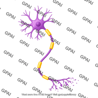 Multipolar neuron motor degenerating distal only
