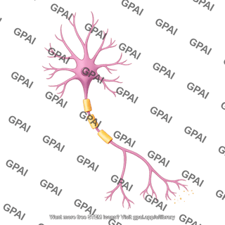Multipolar neuron pyramidal
