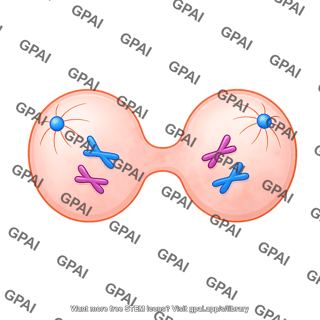 Meiosis 12. telophase ii b